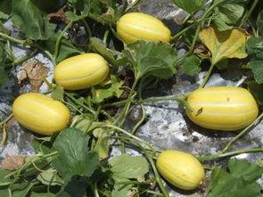 菜瓜最新事件爆料,揭秘背后惊人真相